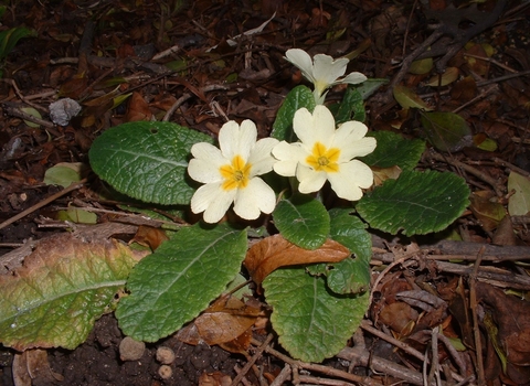 Primrose