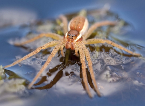 Raft Spider