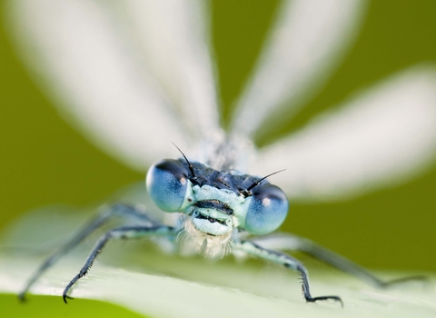 Common Blue Damselfly