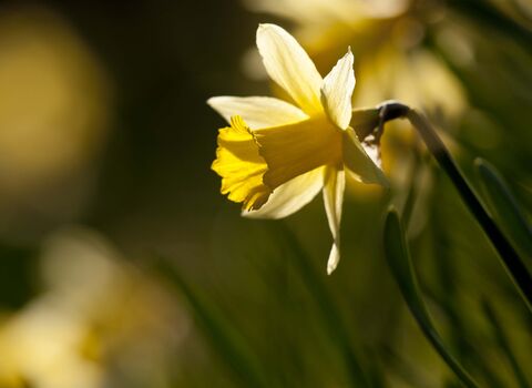 Wild Daffodil