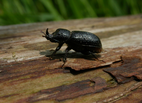 Rhinoceros Beetle