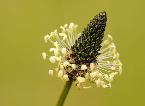 Ribwort Plantain