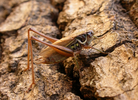 Roesel's Bush-cricket