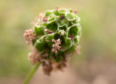 Salad Burnet