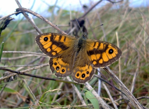Wall Brown