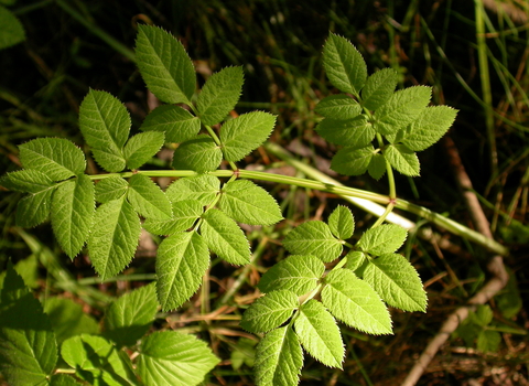 Wild Angelica
