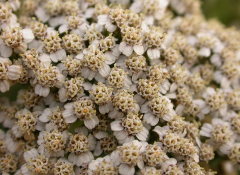Yarrow
