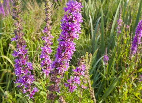 Purple-loosestrife
