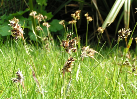 Field Wood-rush
