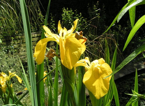 Yellow Iris