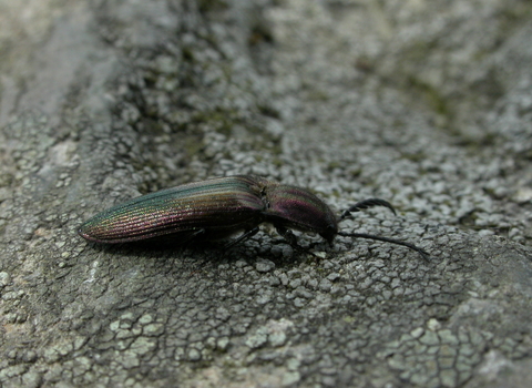 Coppery Click Beetle