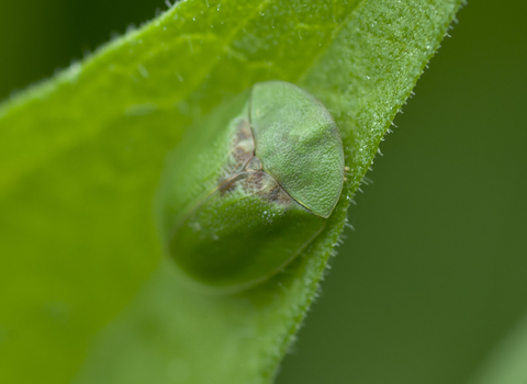 Green Tortoise Beetle