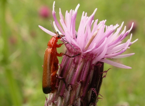 Common Red Soldier Beetle