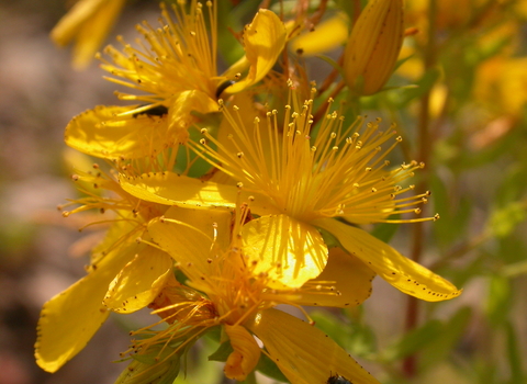 Perforate St John's-wort