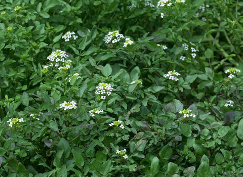 Water-cress