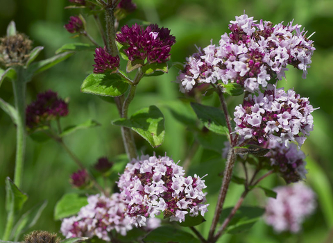 Wild Marjoram