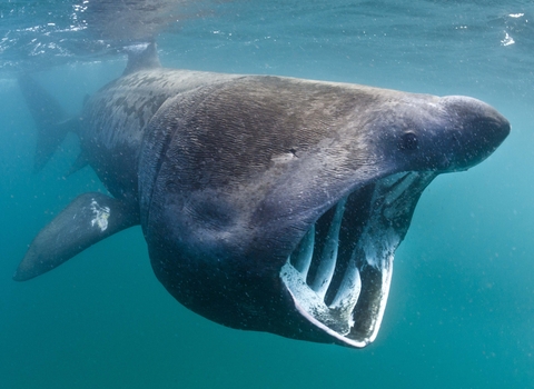 Basking shark