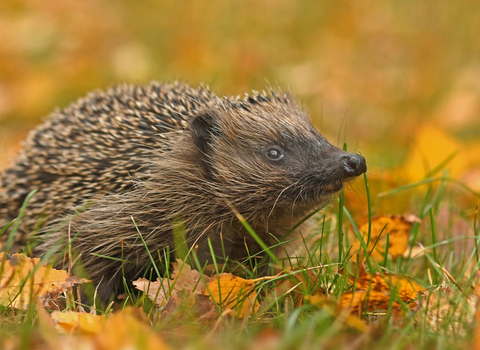 Hedgehog Suffolk Wildlife Trust