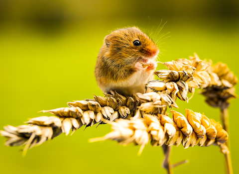 Harvest mouse Suffolk Wildlife Trust