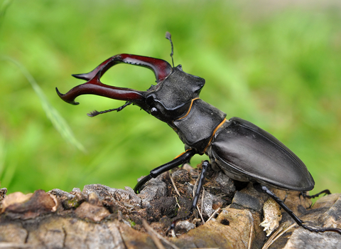 Stag beetle Suffolk Wildlife Trust