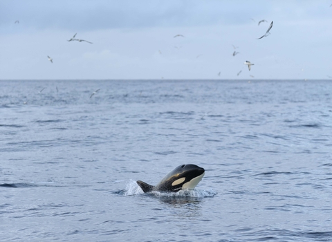 Orca