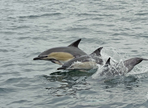 Common Dolphin