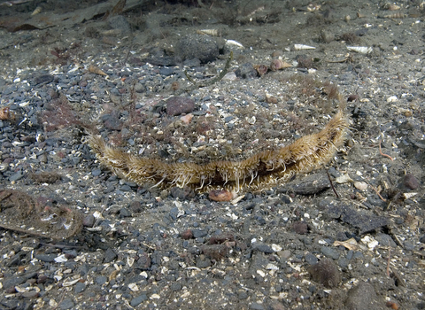 Great Scallop