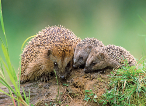 Hedgehogs Suffolk Wildlife Trust
