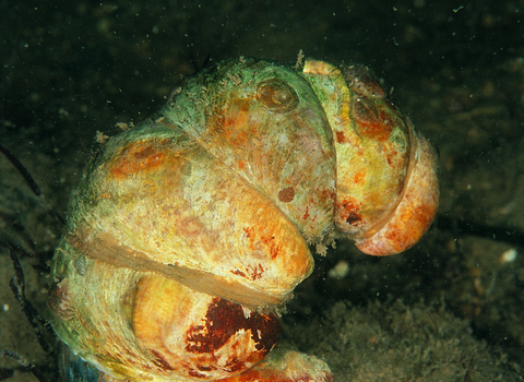 Slipper Limpet