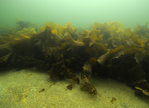 Sugar kelp