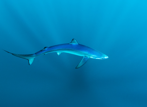 Blue shark