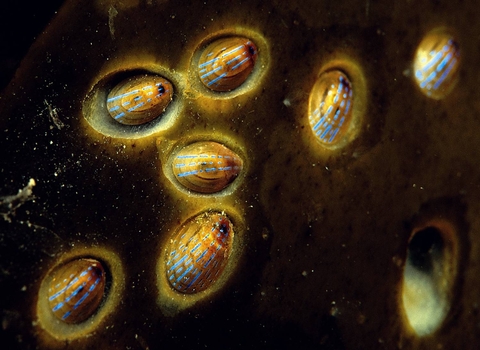 Blue-rayed limpets