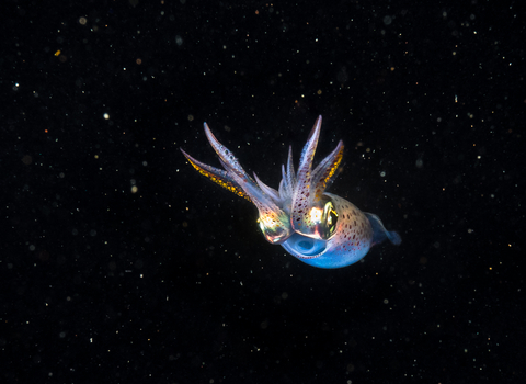 Common squid