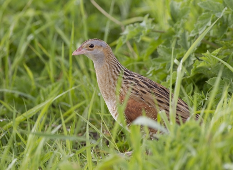 Corncrake