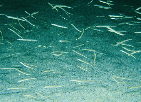 Sand eels