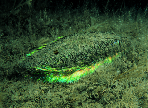 Sea mouse