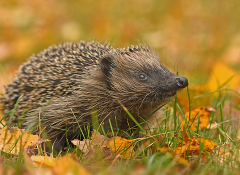 Suffolk Wildlife Trust