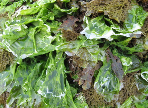 Sea lettuce