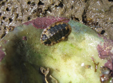Chiton (Lepidochitona cinerea)