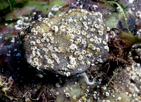 Spirorbis tube worms