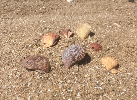 Variegated scallop