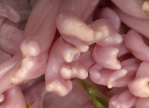 Violet coral