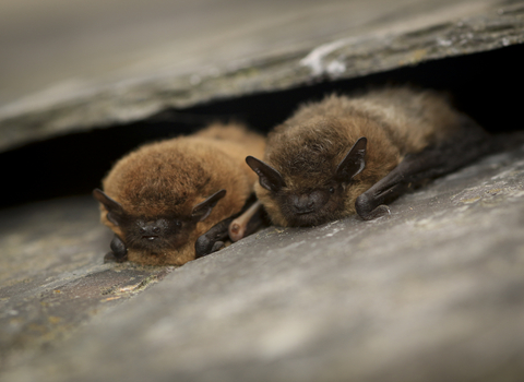 Suffolk Wildlife Trust