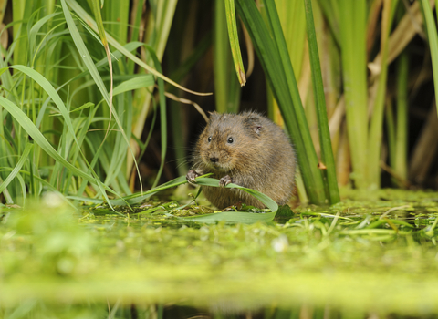 Suffolk Wildlife Trust