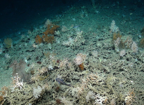 Cold-water coral