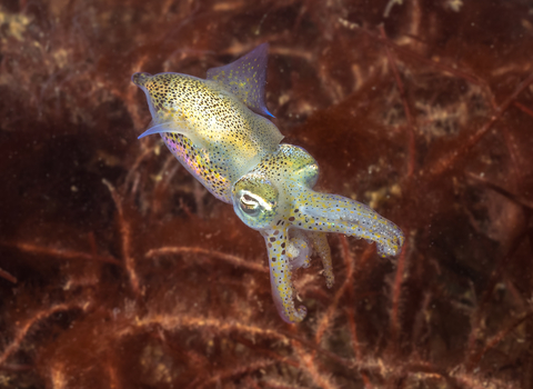 Little cuttlefish