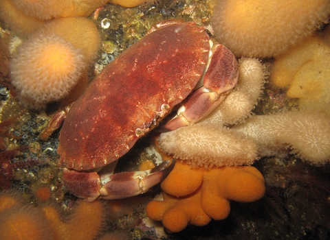 Edible crab by Polly Whyte