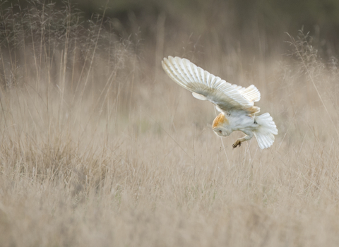 Suffolk Wildlife Trust