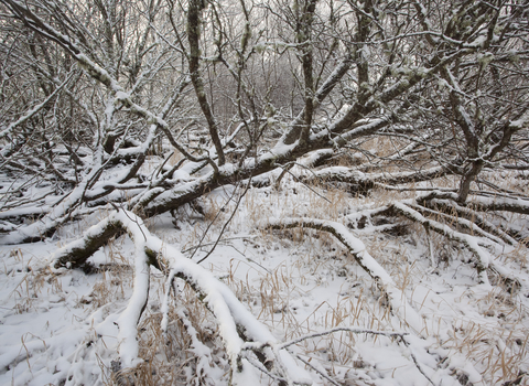 Suffolk Wildlife Trust