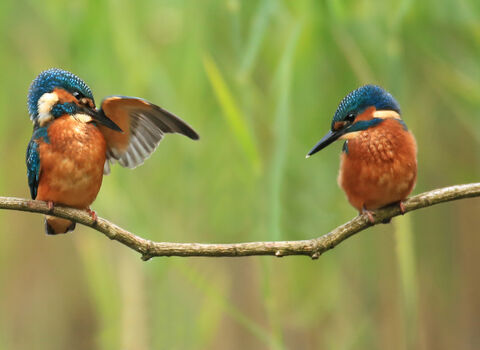 Kingfishers by Jon Hawkins